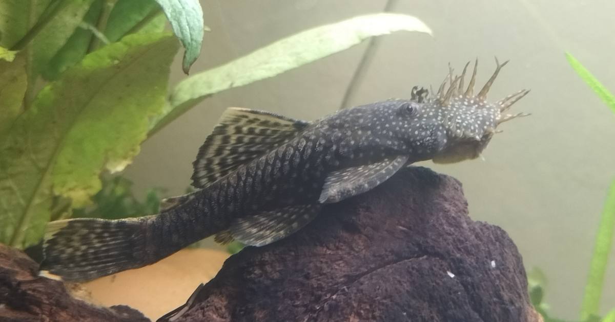 An adult male bristlenose pleco with full bristles in a breeding tank