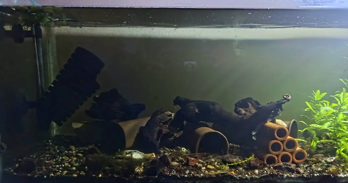 Large sponge filter in a 3ft bristlenose pleco breeding tank