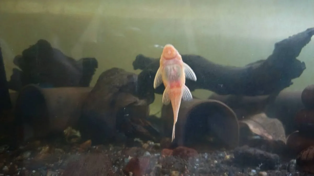 Female albino bristlenose pleco — an ideal beginner fish
