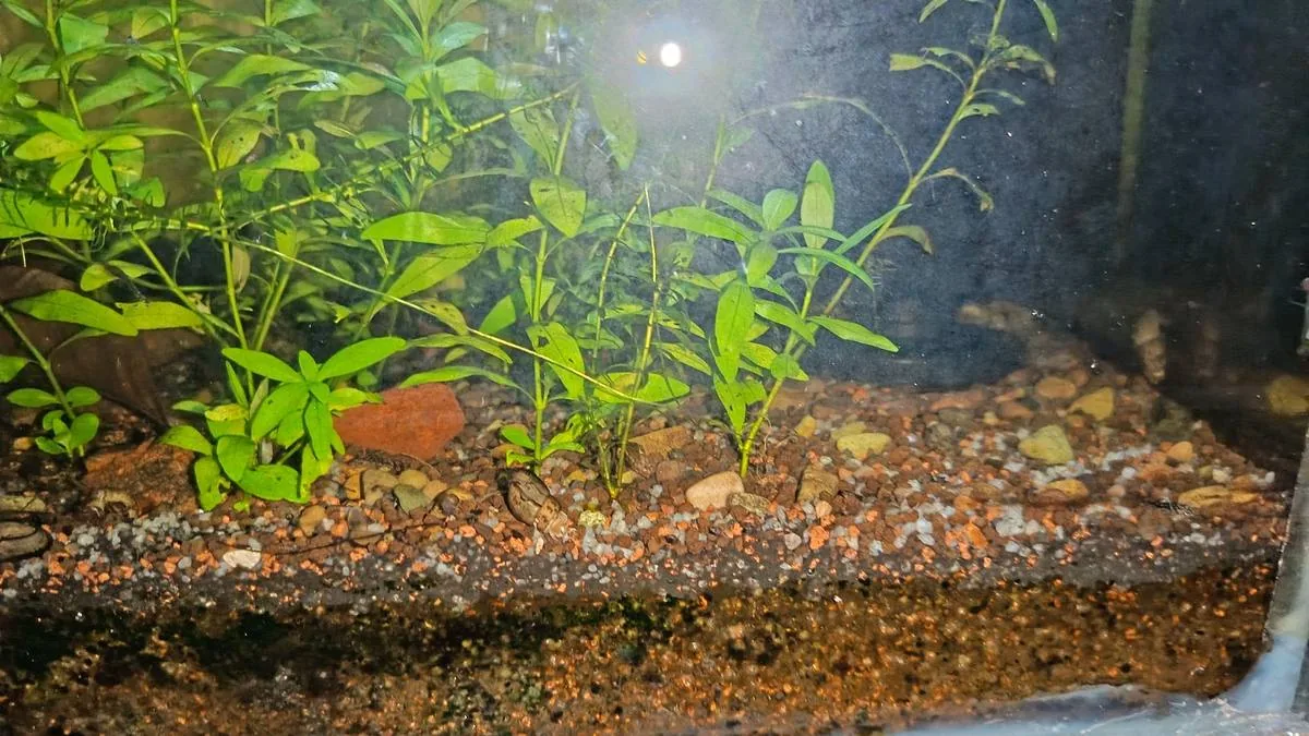Potting soil substrate with Malaysian trumpet snails affecting water chemistry