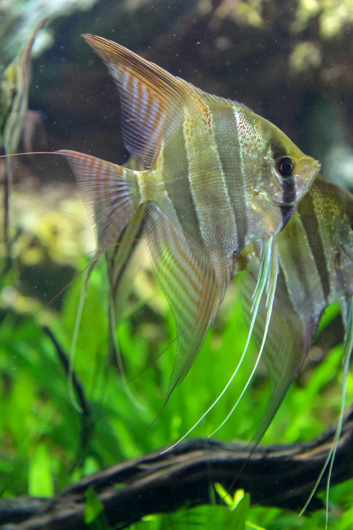 An angelfish with tall triangular fins and subtle iridescent stripes — one of the most elegant centrepiece fish available