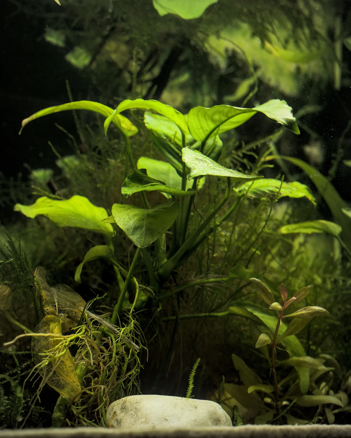Anubias plant with broad waxy leaves attached to driftwood — a hardy epiphyte for low-light aquariums