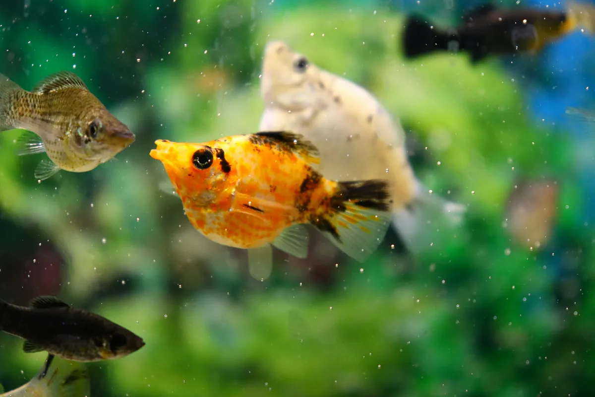 A balloon molly with rounded body and bright orange colouration — a popular livebearer for community aquariums