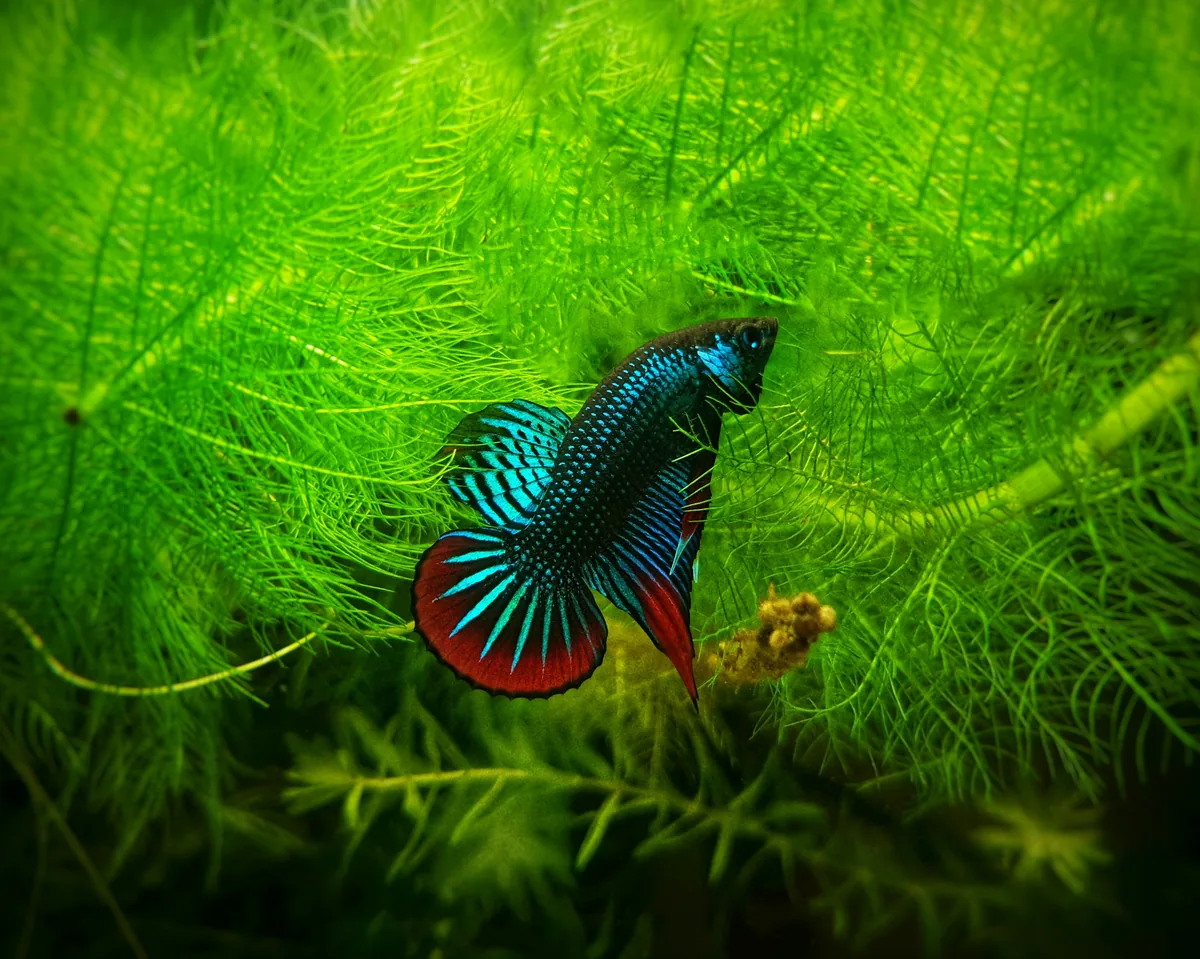 A betta fish with vibrant blue and red flowing fins swimming among aquatic plants