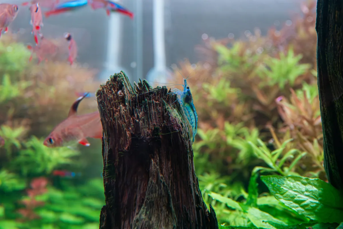 A blue dream shrimp on driftwood — a blue Neocaridina variant prized for its translucent blue colouration