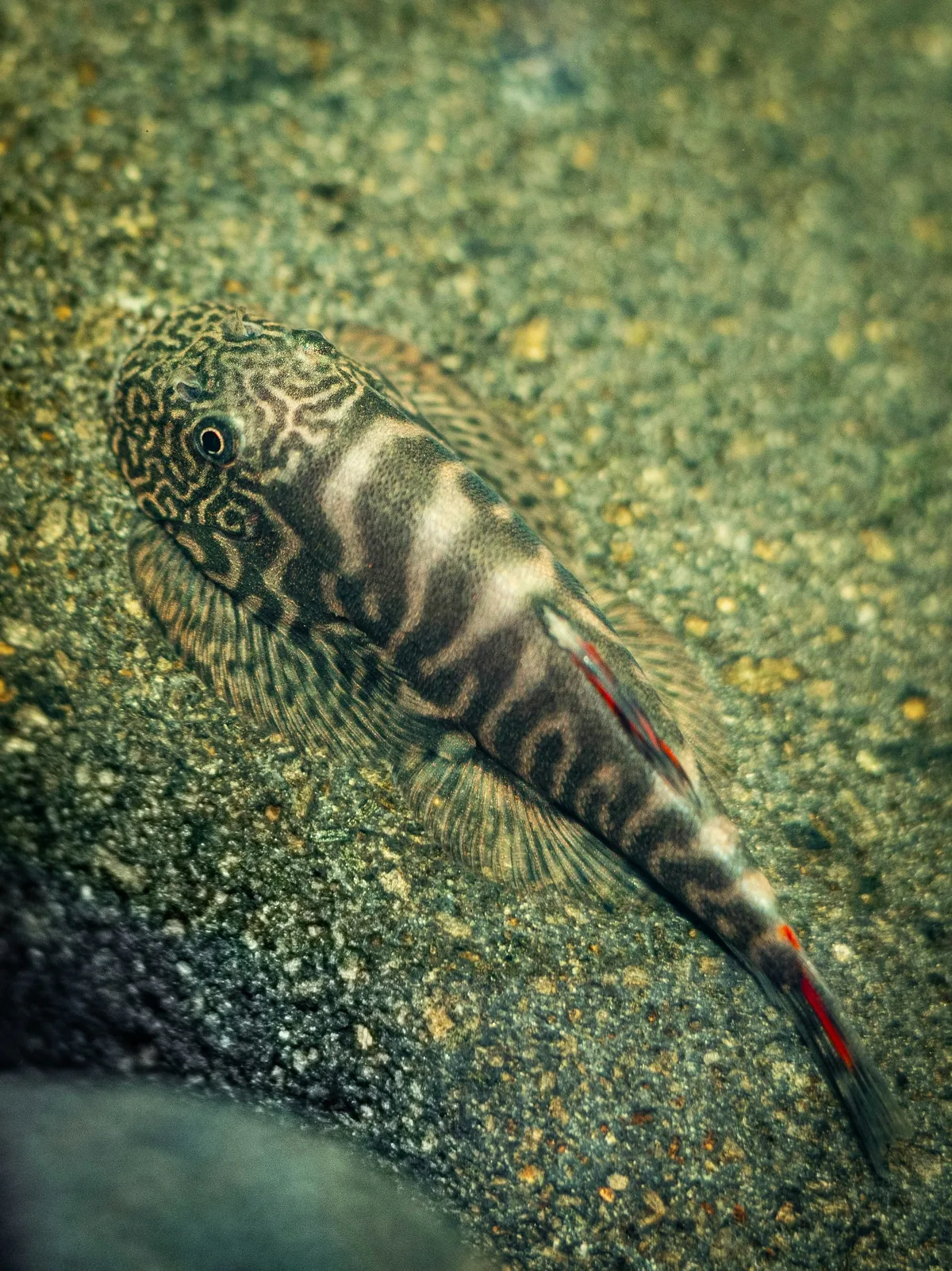 A Borneo loach clinging to a rock with its specialised suction fins — adapted for fast-flowing hillstream environments