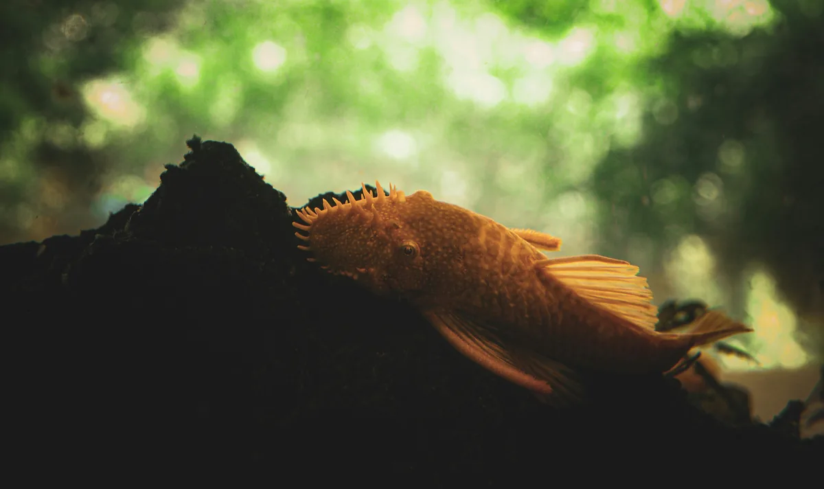 A bristlenose pleco with golden-brown colouration resting on driftwood — the algae-eating catfish that stays small enough for nano tanks