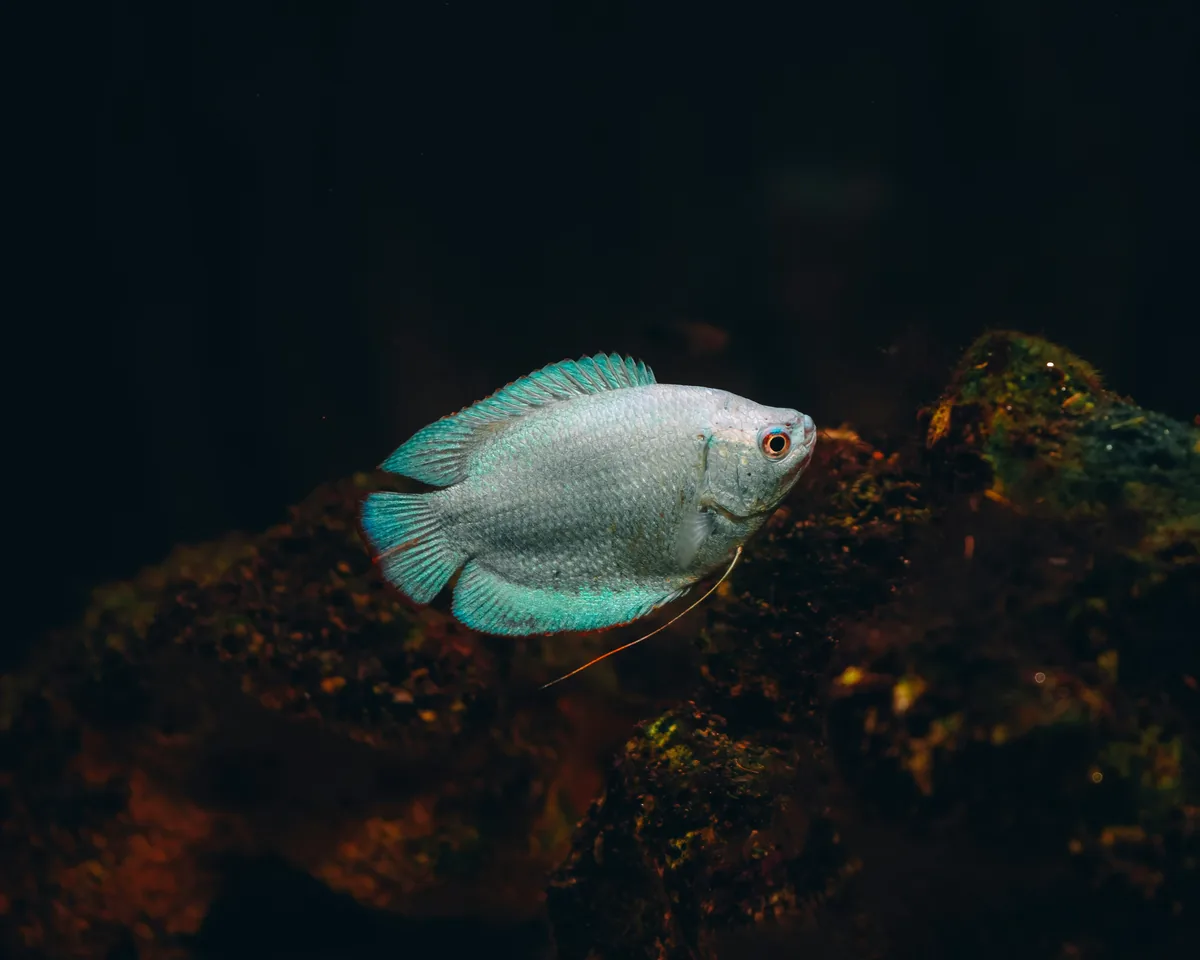 A gourami with vibrant turquoise-blue fins — a classic centrepiece fish for community aquariums