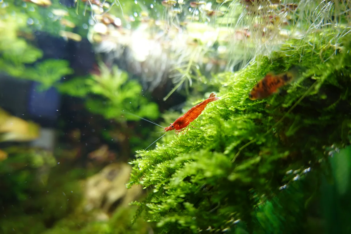 A red cherry shrimp on Java moss — one of the best inhabitants for a 10 gallon nano tank