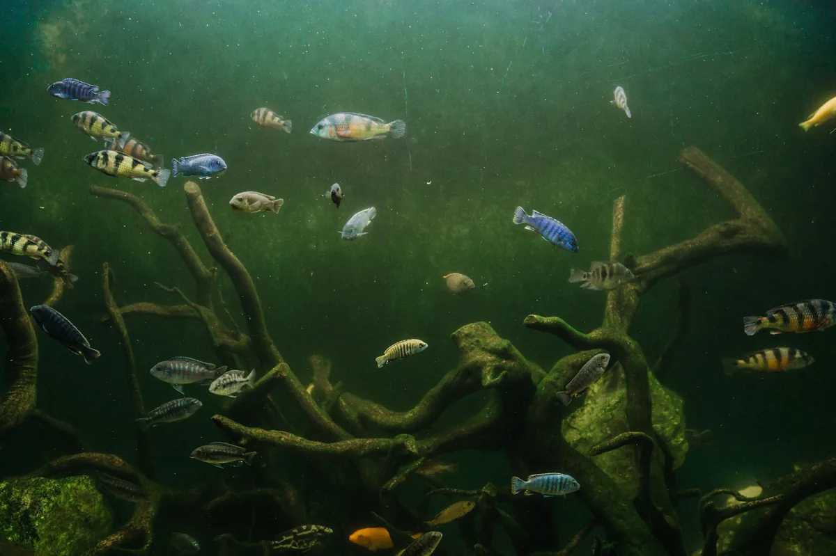 African cichlids swimming among submerged branches — cichlids display some of the most complex behaviour in the freshwater aquarium hobby