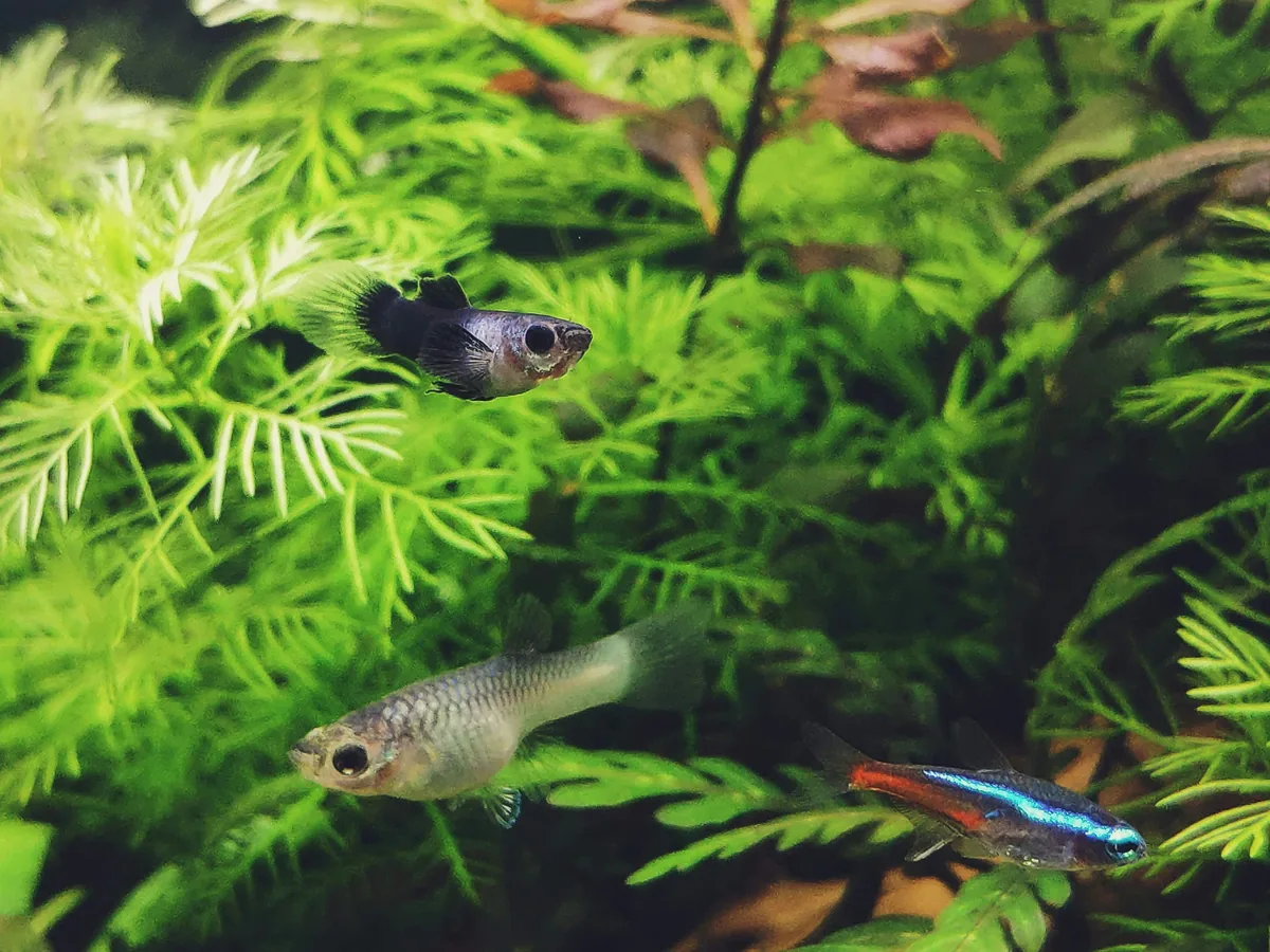 A community aquarium with guppies and neon tetras swimming among lush plants — the classic mixed-species freshwater setup