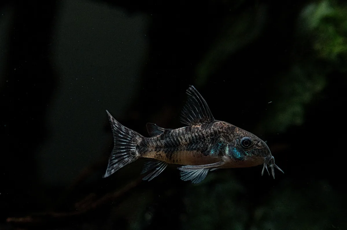 A Sterbai Corydoras catfish with iridescent blue-green gill plate — the most popular cory species in the aquarium hobby