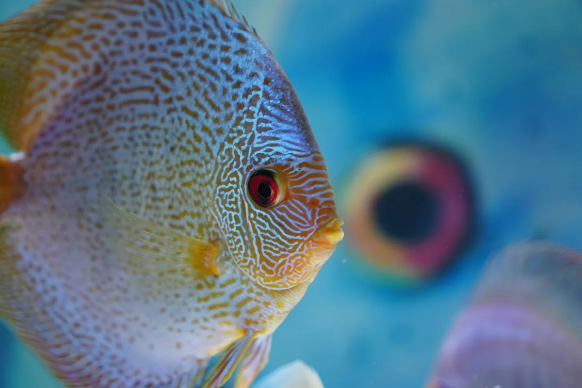 A discus fish with vibrant spotted pattern in yellows, oranges, and blues — the king of freshwater aquarium fish