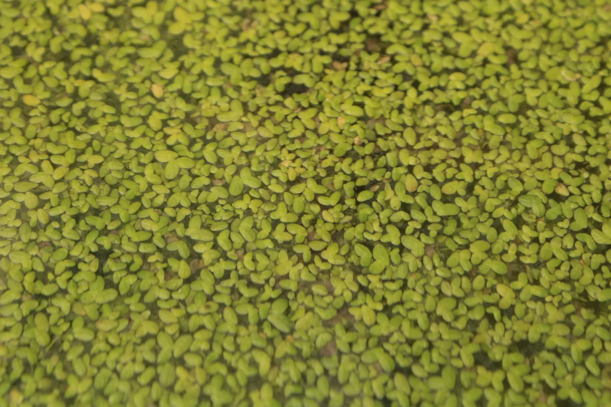 Duckweed — tiny floating fronds that form a dense mat on the water surface, the fastest-growing floating plant