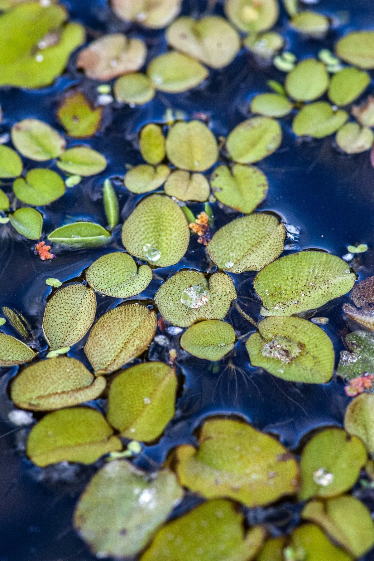 Salvinia floating plants on the water surface — small velvety leaves that provide shade and shelter