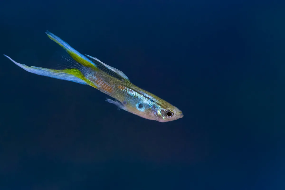 Guppies with colourful flowing fins — the world's most popular aquarium fish, but not as peaceful as they seem