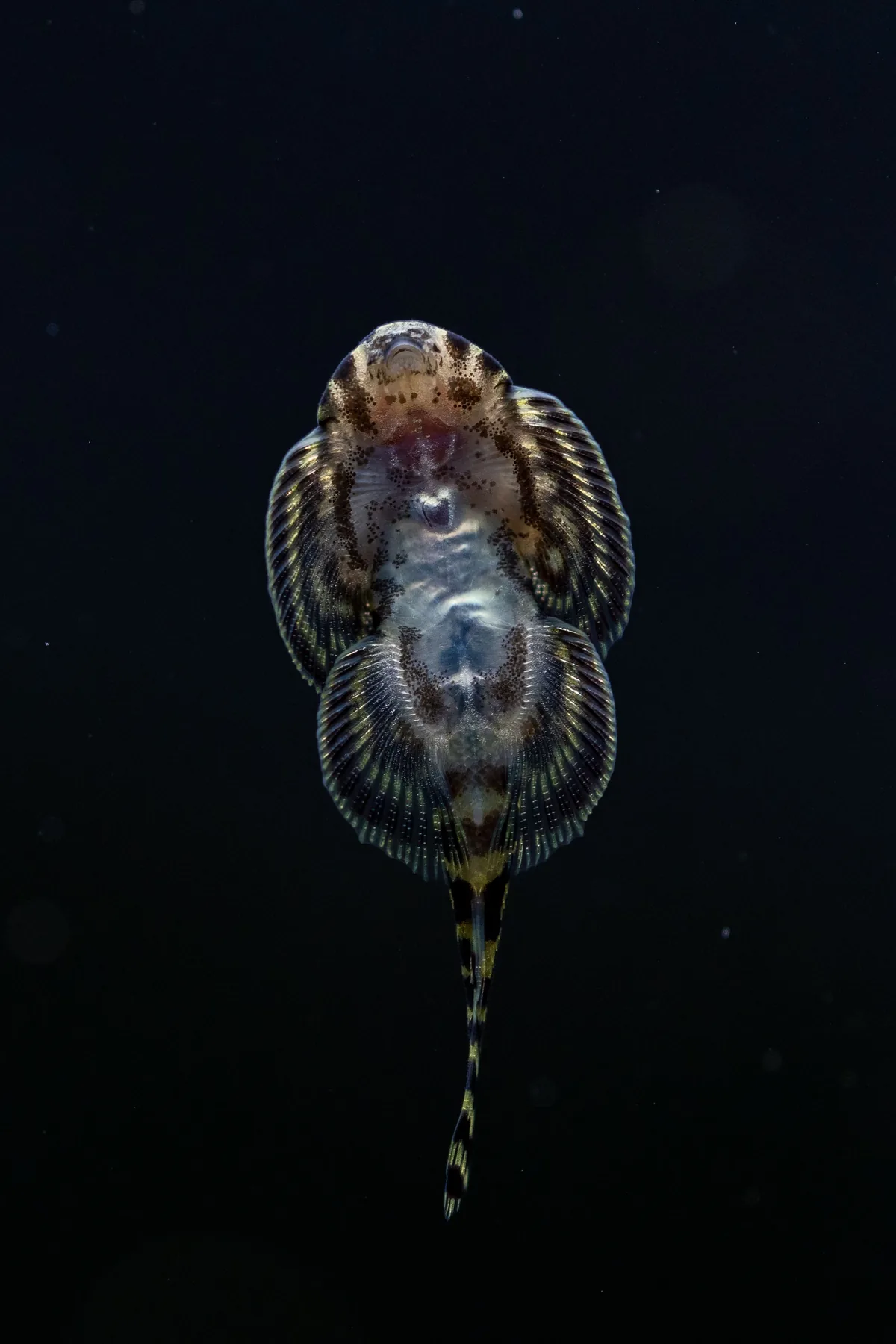 A Hillstream Loach clinging to a rock — adapted for fast-flowing water with its flattened body and suction fins