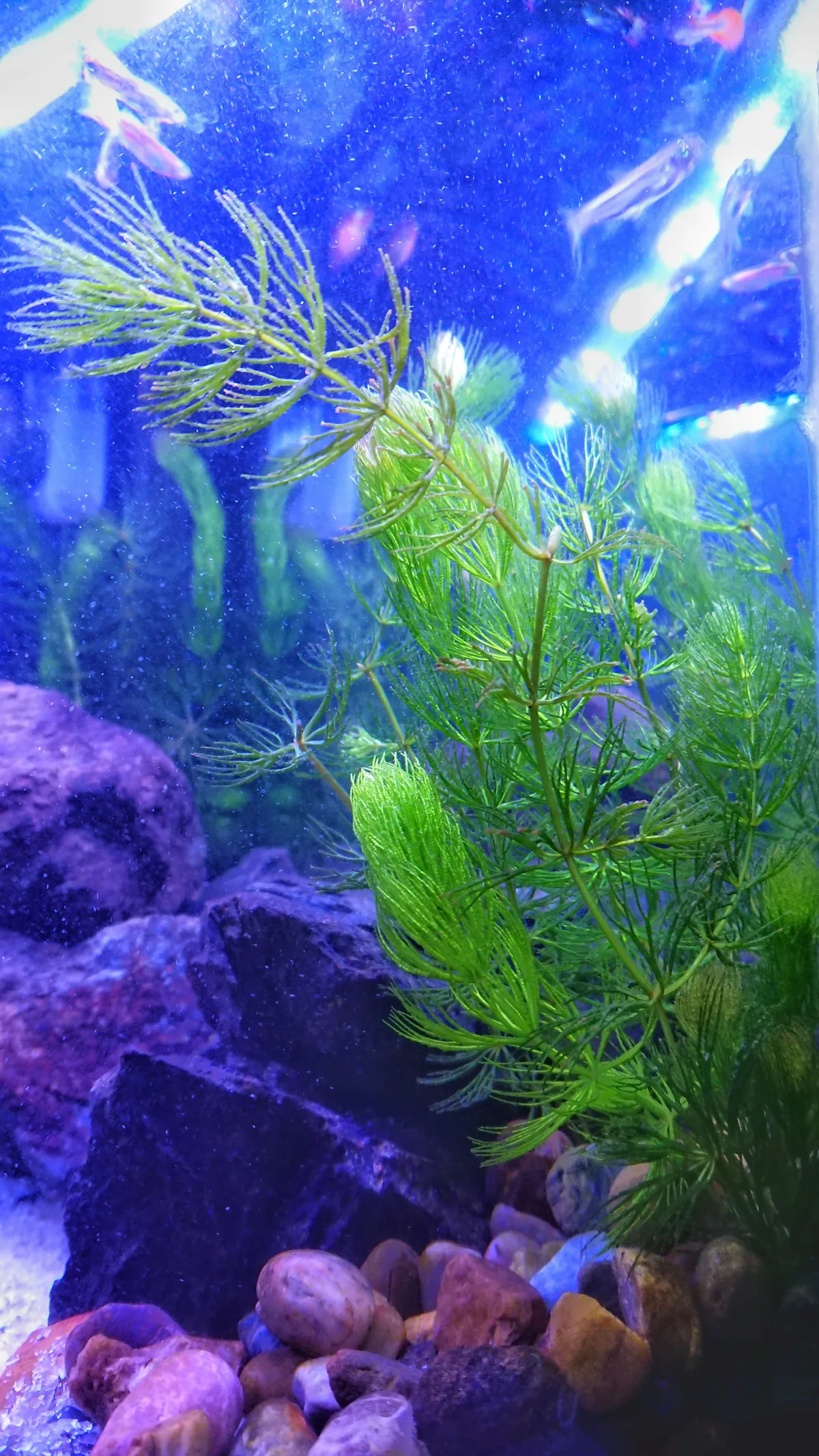 Hornwort — a fast-growing aquatic plant with feathery green foliage that competes with algae