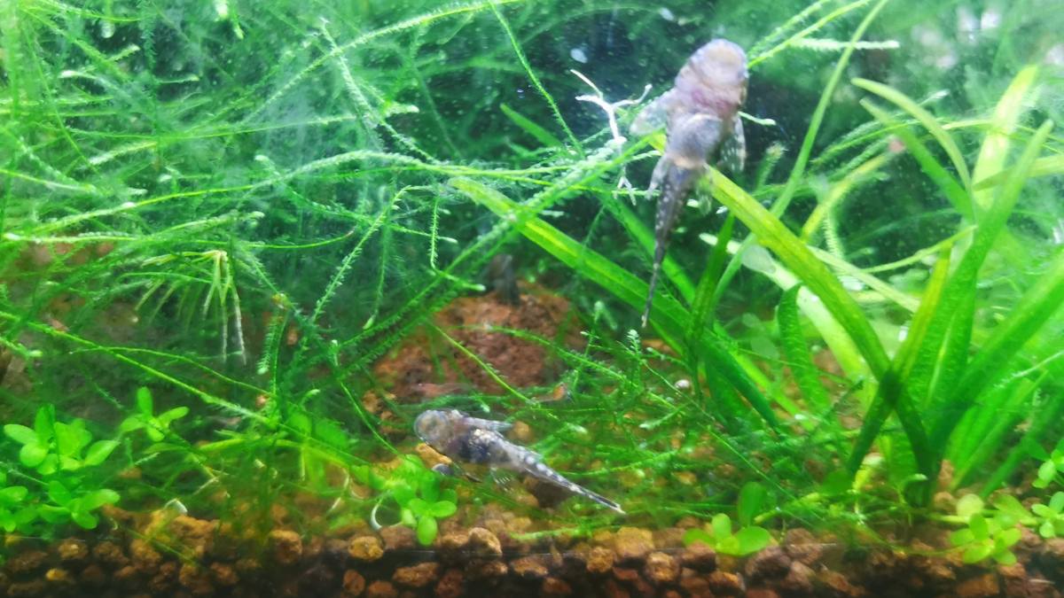 Juvenile bristlenose plecos in planted aquarium
