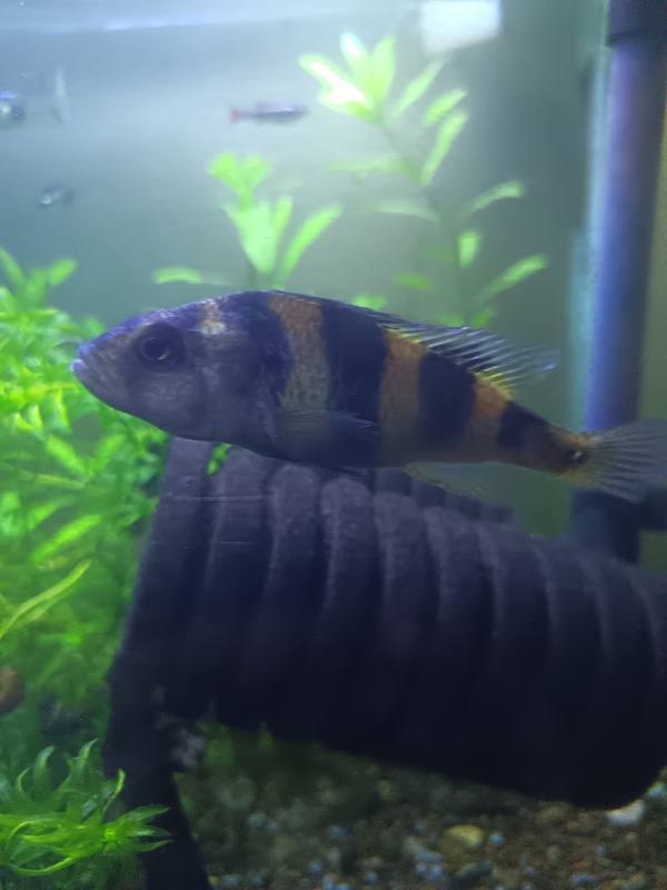 Second Lake Victoria cichlid showing aggressive posture