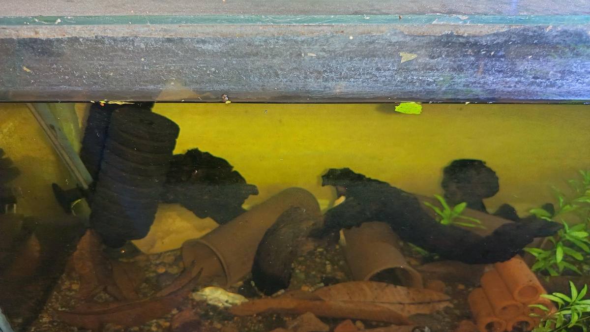 Mango leaf litter on the bottom of a natural planted aquarium