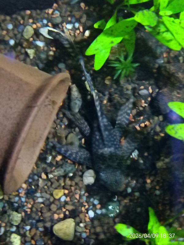 Female longfin bristlenose pleco showing fin extension