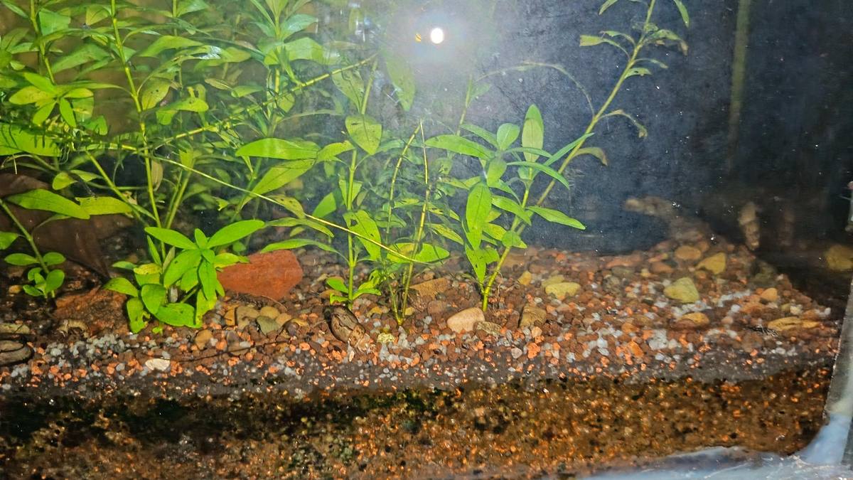 Potting soil substrate with Malaysian trumpet snails visible