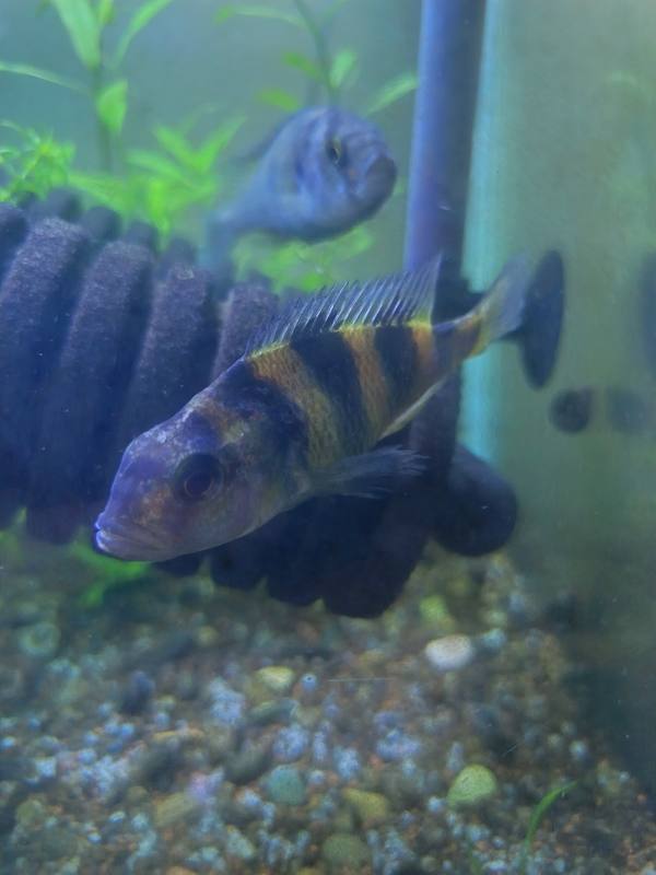 Haplochromis Lake Victoria cichlid with black and gold vertical bars