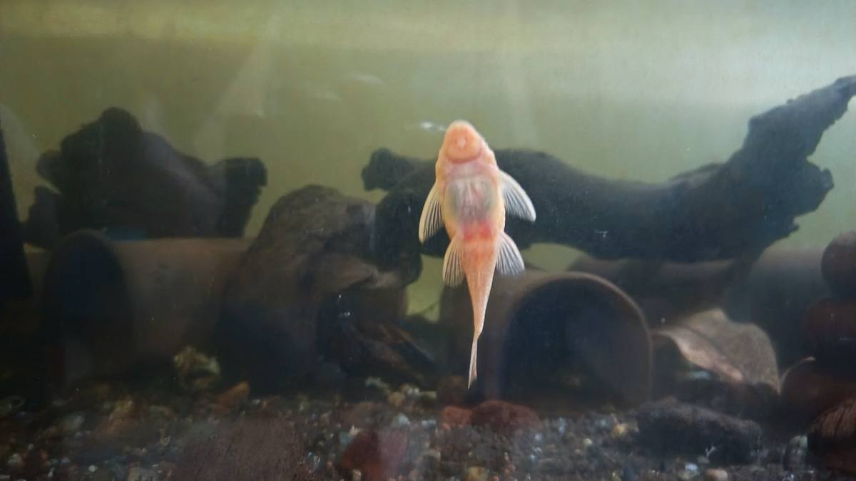 Female albino bristlenose pleco in breeding tank