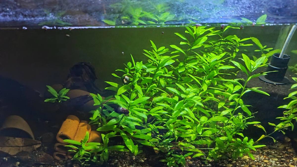 Lush hygrophila polysperma growing in a low-tech Walstad planted aquarium