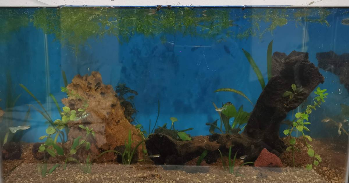 45cm freshwater planted aquarium with driftwood and cold water fish