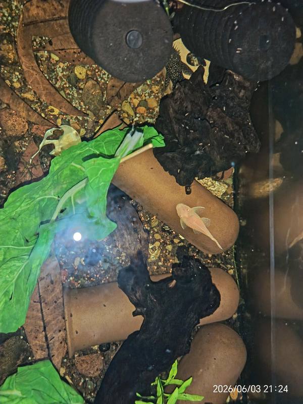 Top view of bristlenose plecos feeding on blanched spinach