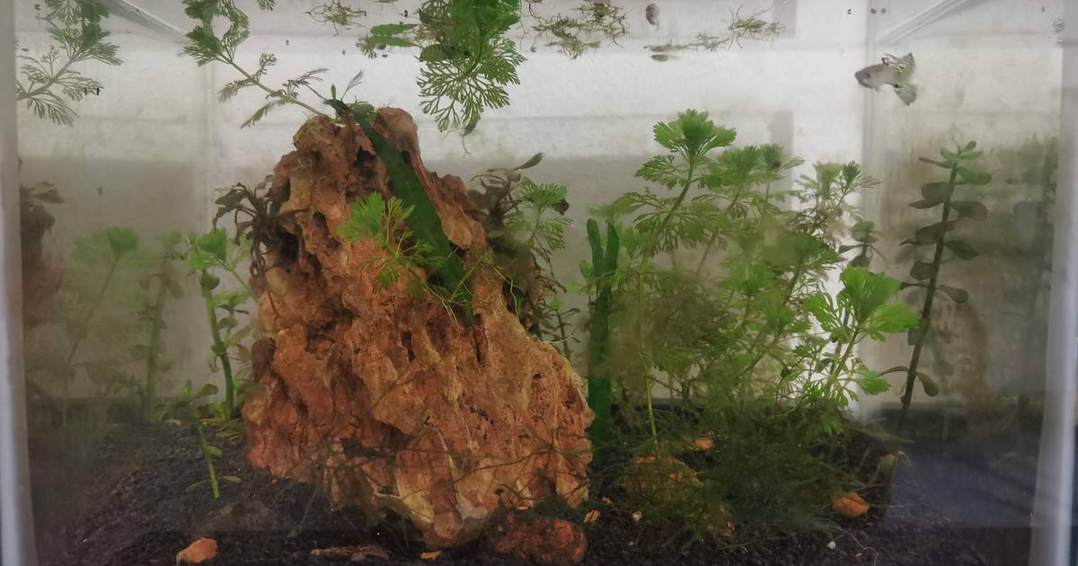 30cm cube aquarium planted tank with guppies