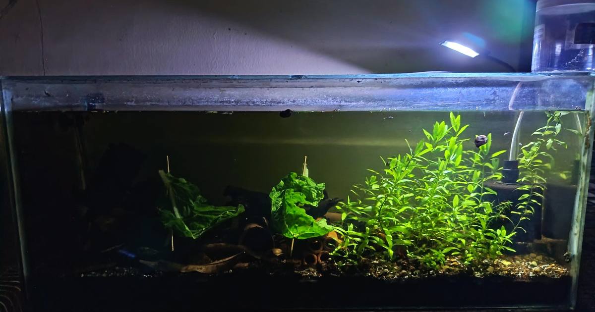 90cm planted aquarium with bristlenose plecos and hygrophila