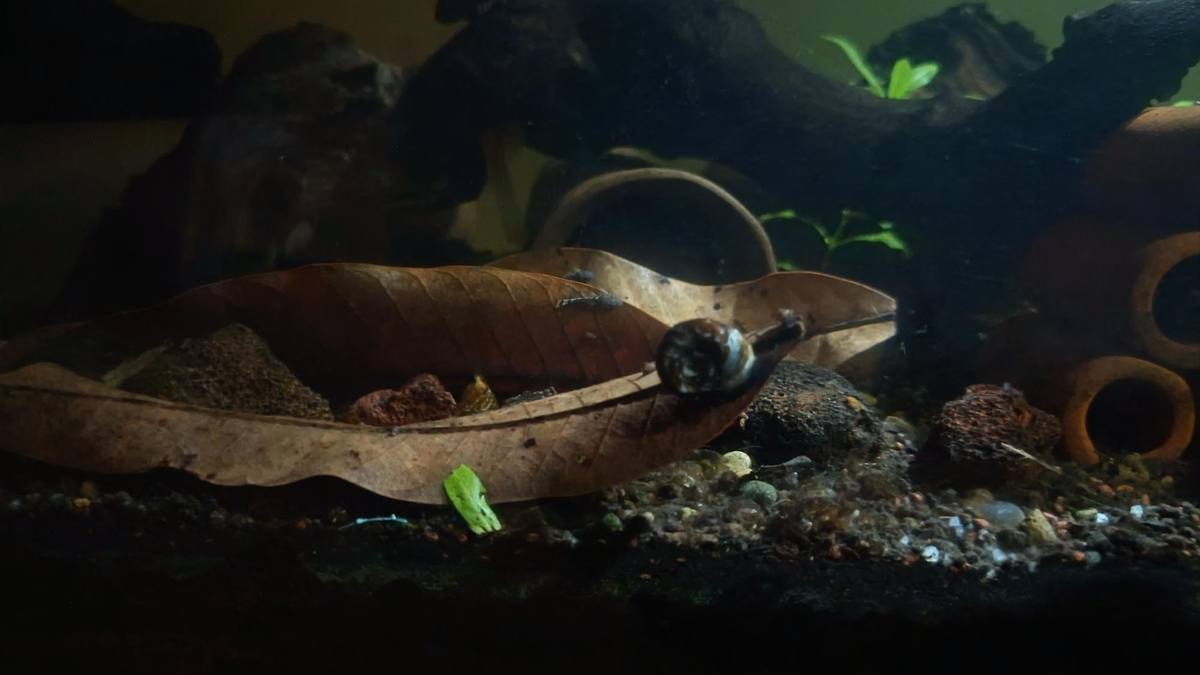 Ramshorn snail grazing on mango leaf in natural aquarium