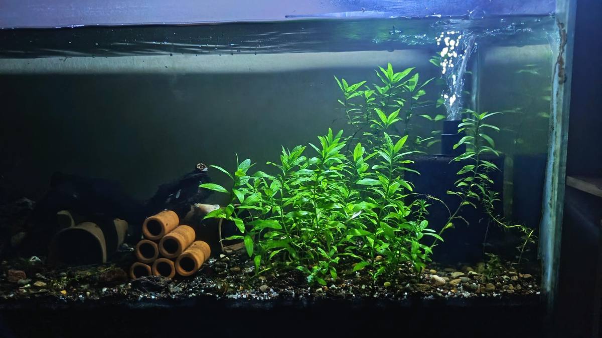 Hygrophila polysperma growing densely in low-tech planted tank