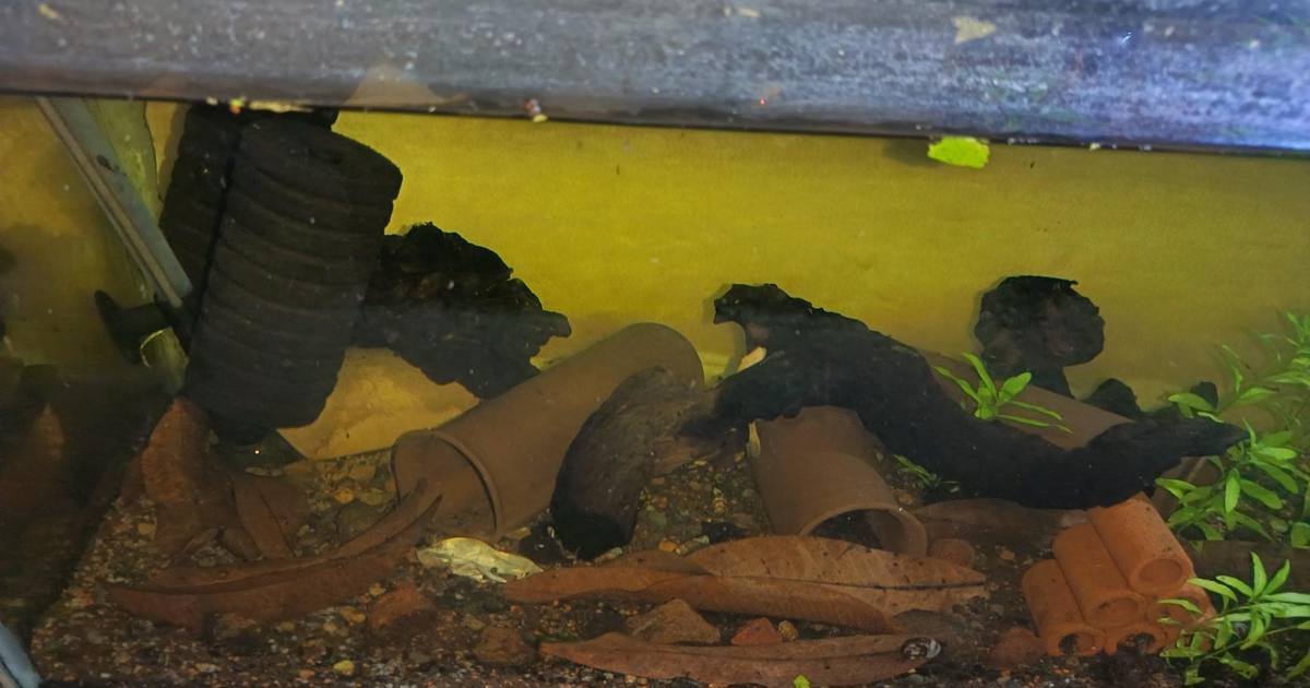 Top view of bristlenose pleco breeding tank showing caves and driftwood