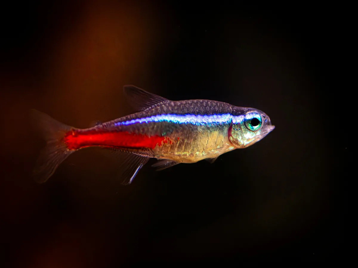 A neon tetra showing its iconic iridescent blue stripe and red underbelly — one of the most popular freshwater aquarium fish
