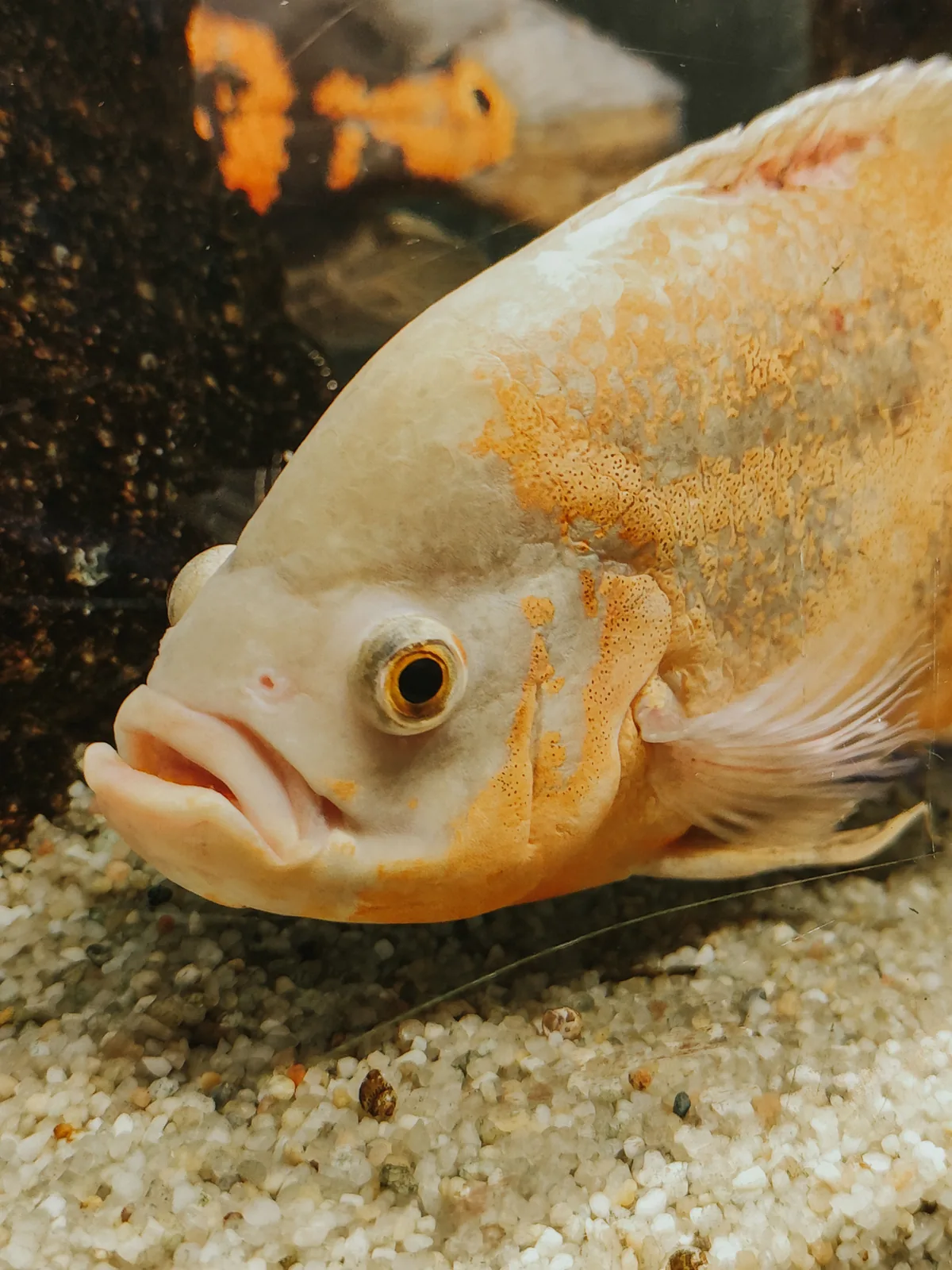 An adult Oscar fish — the species most commonly mis-sold as a cute 5cm juvenile that grows to 30cm