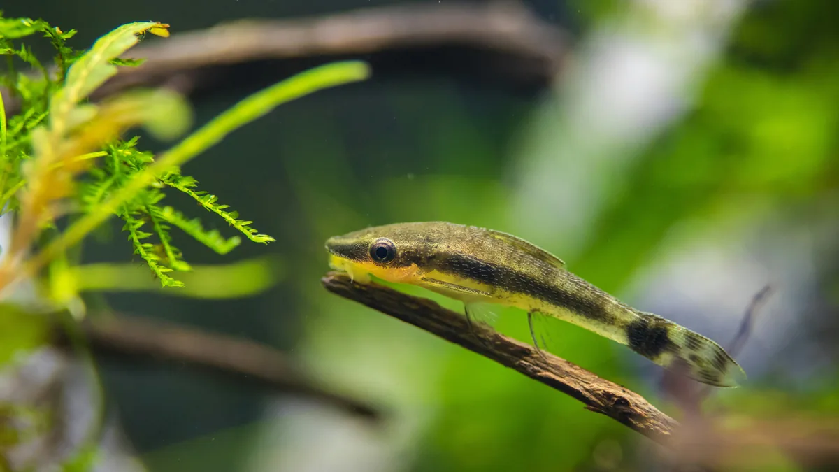 An otocinclus catfish clinging to driftwood — the peaceful algae-eater for nano and planted aquariums