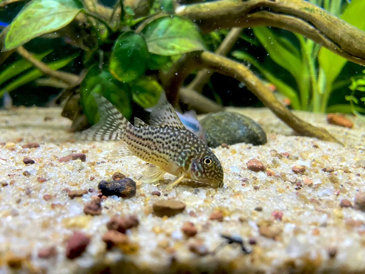 A Peppered Corydoras with mottled brown spotting — a hardy cool-water catfish ideal for beginner community tanks