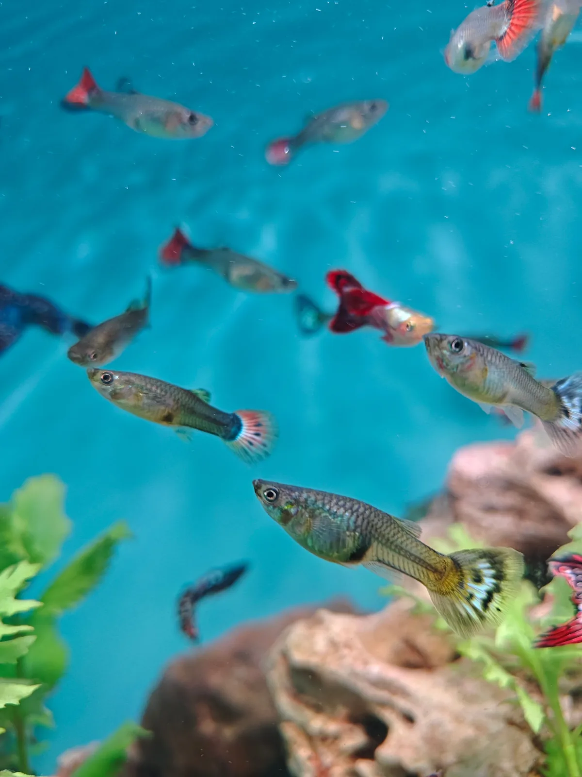 Japan Blue Endler livebearers swimming in a freshwater aquarium