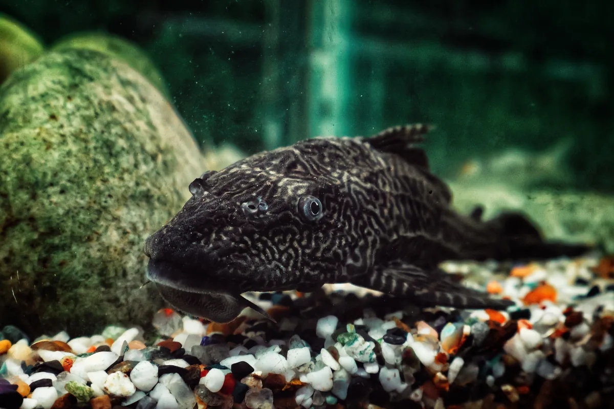 A Common Pleco — sold as a 5cm algae eater, grows to 45cm and produces enormous waste