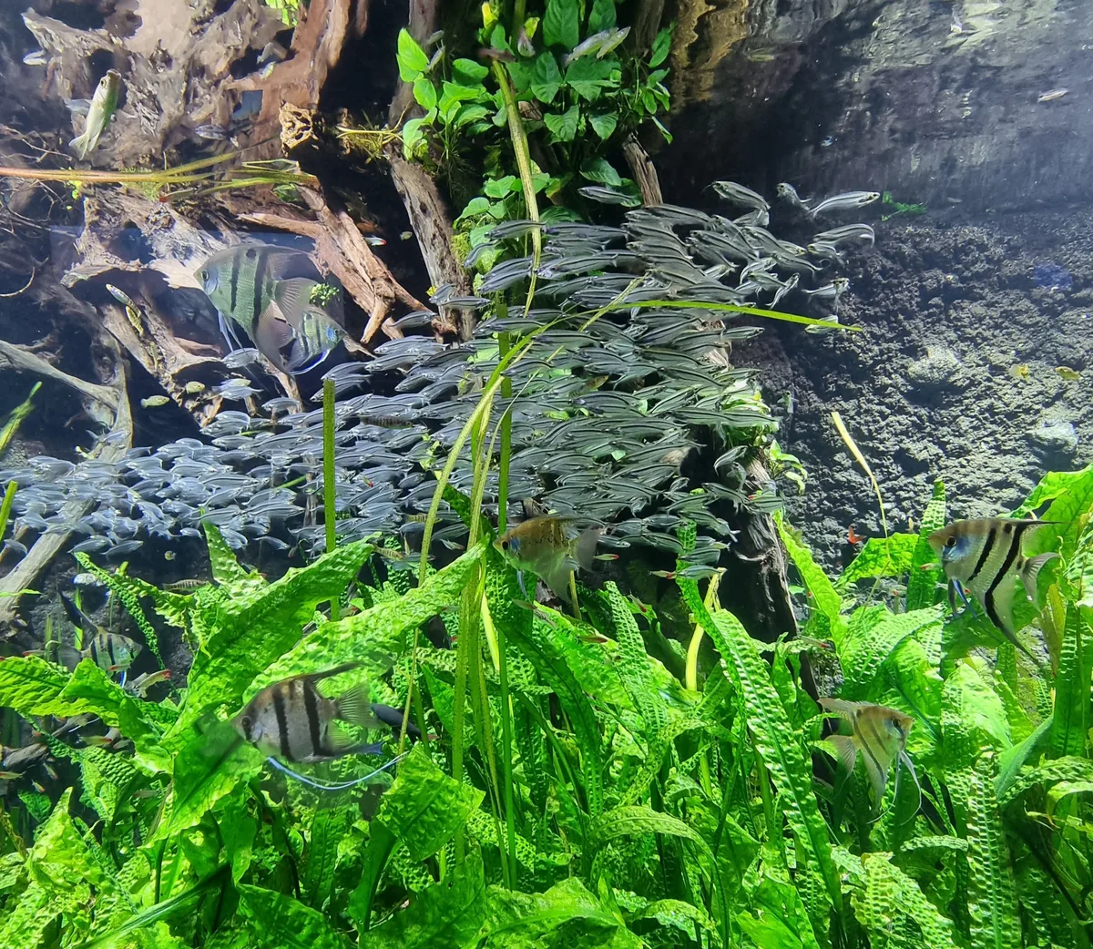 A school of tetras swimming together in a planted community tank with angelfish — schooling behaviour in a mixed-species aquarium