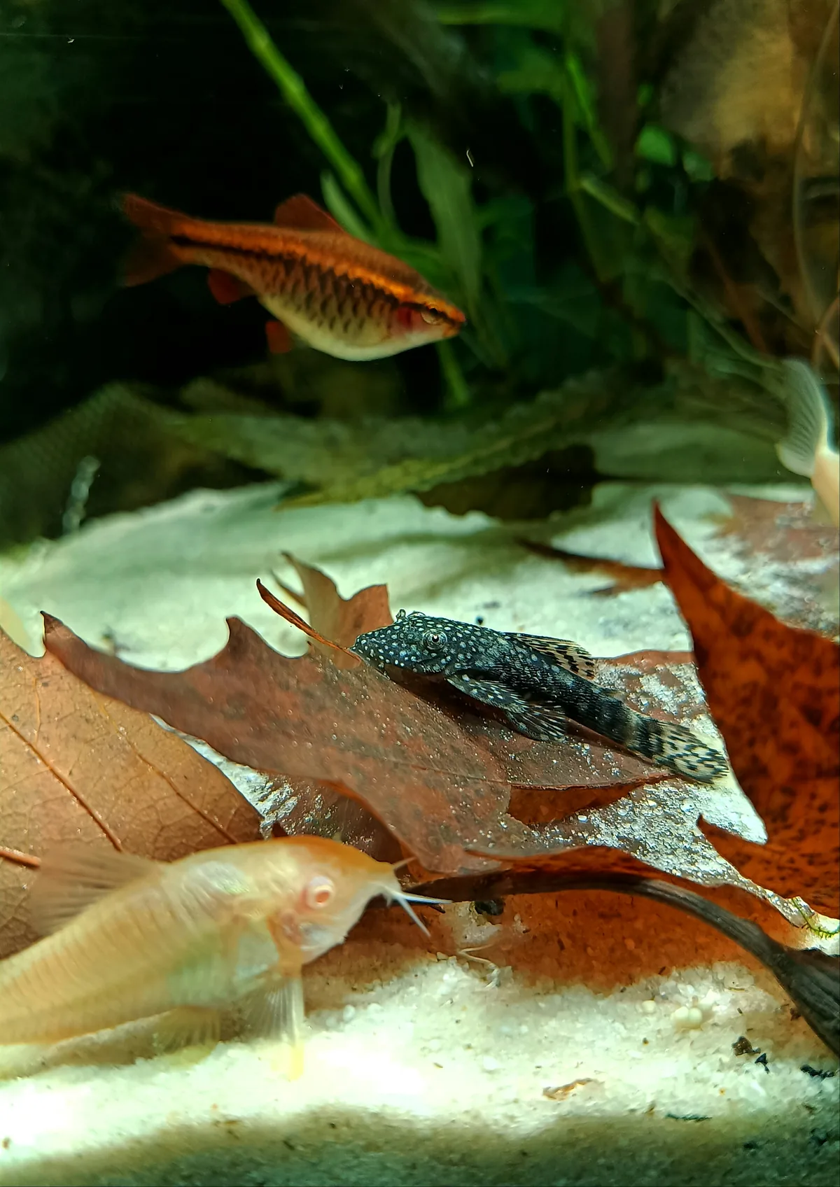 A Sterbai Corydoras with distinctive spotted pattern — one of the most popular bottom-dwelling catfish for community aquariums