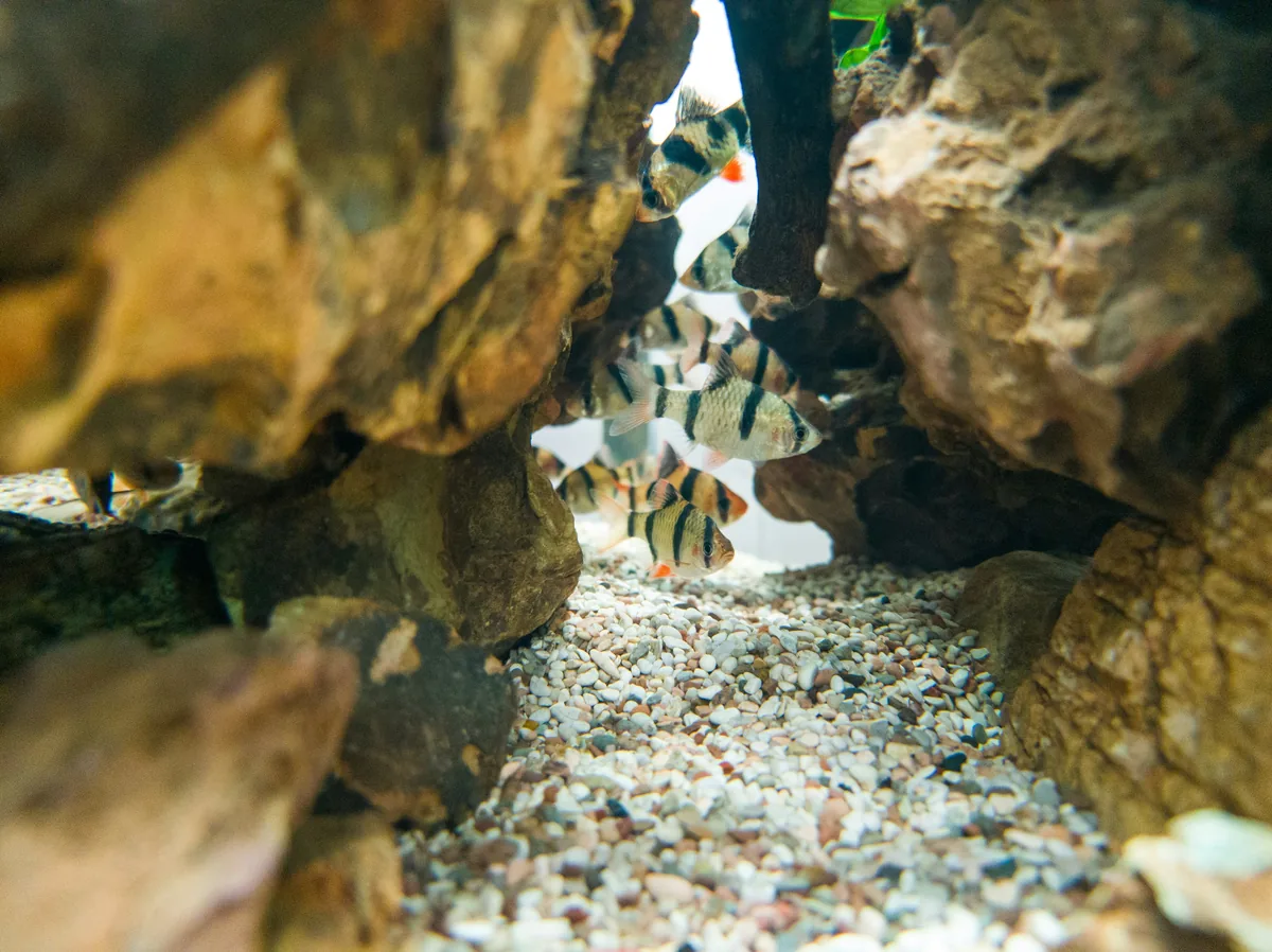 Tiger barbs with bold black vertical stripes swimming among driftwood — active schooling fish for community tanks